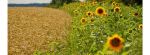 sunflower-field-3_facebook_timeline_cover.jpg