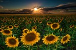sunflowers-forever_2