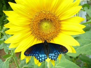 SunflowerButterfly