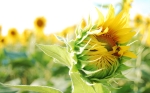 Nature_Flowers_Budding_sunflowers_033042_